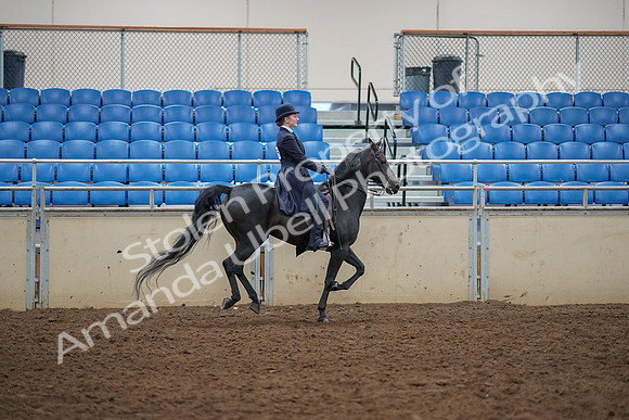 2019 Morgan Horse Show - Aug 30, 2019 - 12496