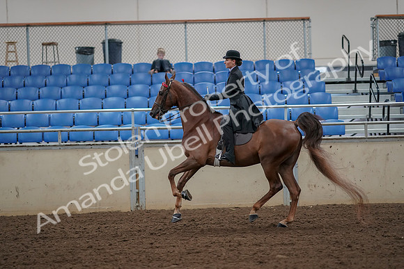 2019 Morgan Horse Show - Aug 30, 2019 - 25208