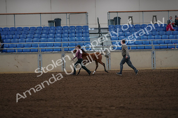 2019 Morgan Horse Show - Aug 30, 2019 - 24826
