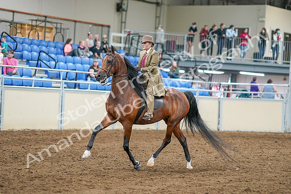 2020 - AB Morgan Horse - Sat, Sept 05 - 07947