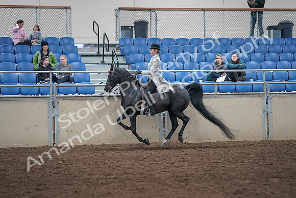 2019 Morgan Horse Show - Aug 31, 2019 - 09501