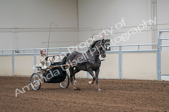 2020 - AB Morgan Horse - Sat, Sept 05 - 05923