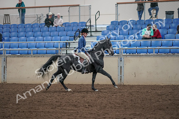 2019 Morgan Horse Show - Aug 31, 2019 - 07525