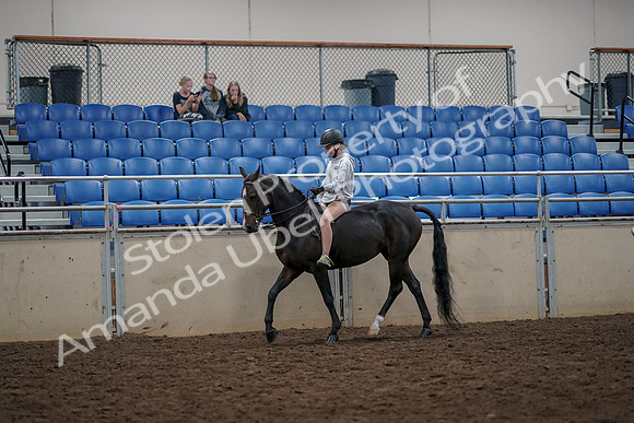 2019 Morgan Horse Show - Aug 30, 2019 - 31211