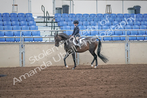 2019 Morgan Horse Show - Sept 01, 2019 - 05495