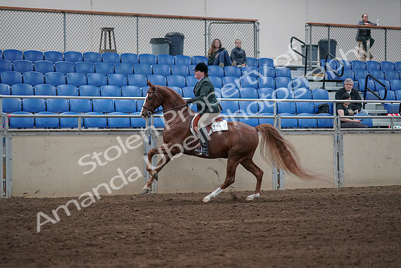 2019 Morgan Horse Show - Sept 01, 2019 - 12314