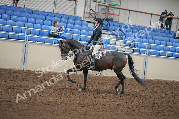 2020 - AB Morgan Horse - Fri, Sept 04 - 05838