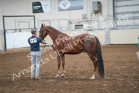 2020 - AB Morgan Horse - Sat, Sept 05 - 00204