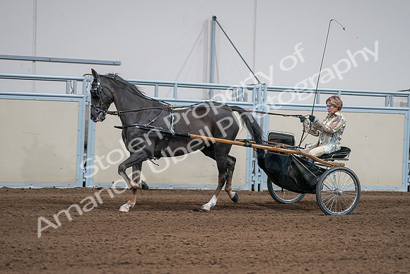 2020 - AB Morgan Horse - Sat, Sept 05 - 05881