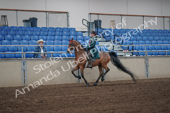 2019 Morgan Horse Show - Sept 01, 2019 - 13259