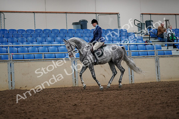 2019 Morgan Horse Show - Aug 30, 2019 - 22381