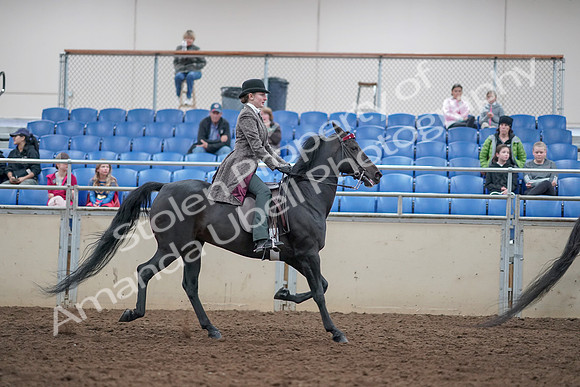 2019 Morgan Horse Show - Aug 31, 2019 - 09660
