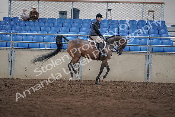 2019 Morgan Horse Show - Sept 01, 2019 - 08807