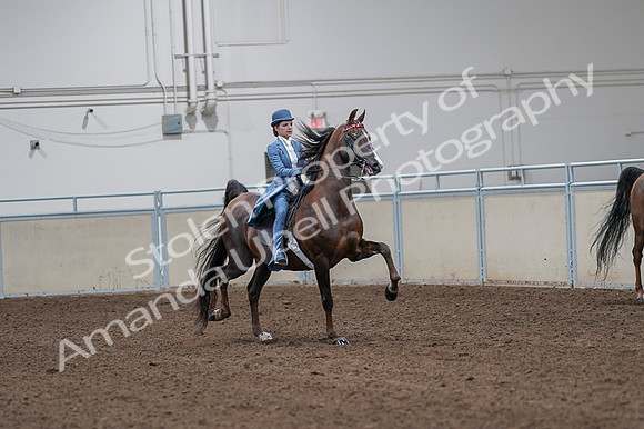 2020 - AB Morgan Horse - Fri, Sept 04 - 05036