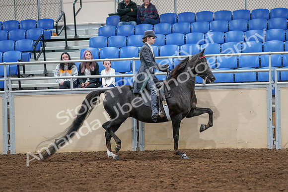 2020 - AB Morgan Horse - Sat, Sept 05 - 13958