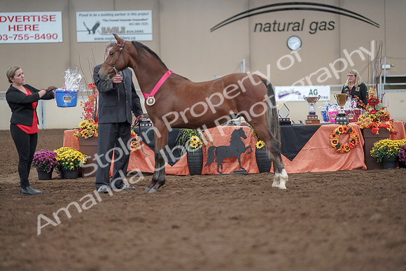 2019 Morgan Horse Show - Aug 31, 2019 - 00314