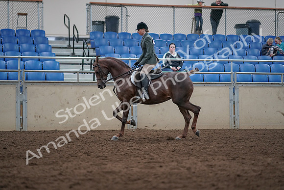 2019 Morgan Horse Show - Sept 01, 2019 - 08628