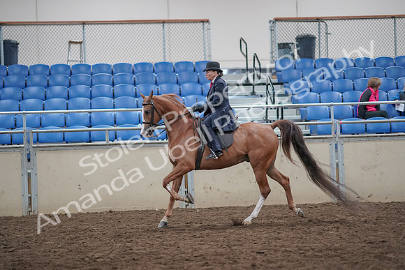 2019 Morgan Horse Show - Aug 31, 2019 - 16901