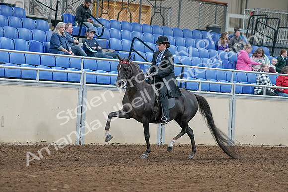 2020 - AB Morgan Horse - Sat, Sept 05 - 00815