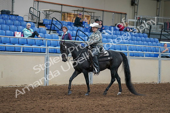 2020 - AB Morgan Horse - Fri, Sept 04 - 03509