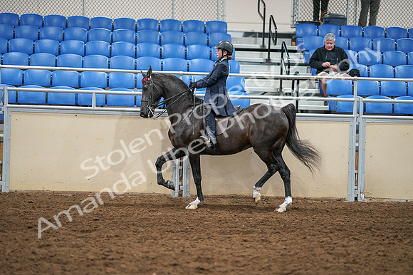 2020 - AB Morgan Horse - Fri, Sept 04 - 02993
