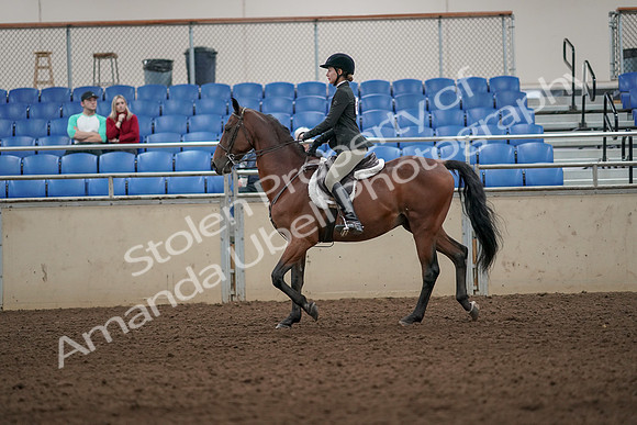 2019 Morgan Horse Show - Aug 31, 2019 - 04824