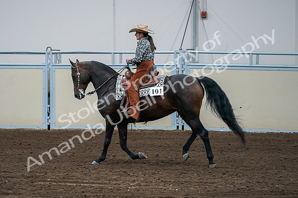 2020 - AB Morgan Horse - Fri, Sept 04 - 00410