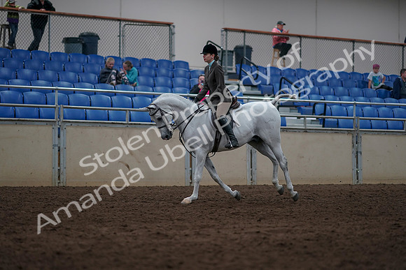 2019 Morgan Horse Show - Sept 01, 2019 - 08698