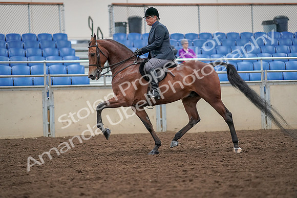 2019 Morgan Horse Show - Aug 30, 2019 - 20373