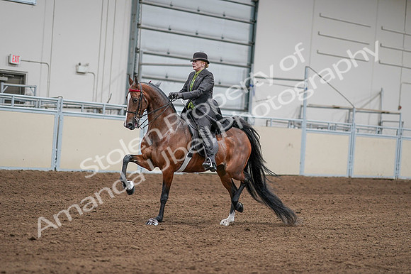 2020 - AB Morgan Horse - Fri, Sept 04 - 09559
