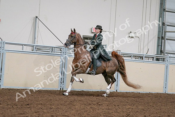 2020 - AB Morgan Horse - Sat, Sept 05 - 13027