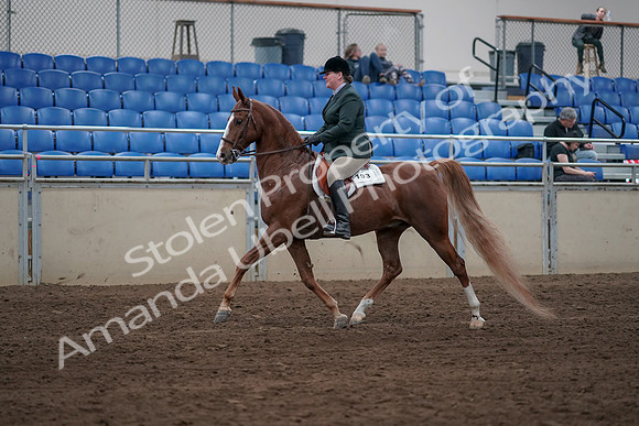 2019 Morgan Horse Show - Sept 01, 2019 - 12185