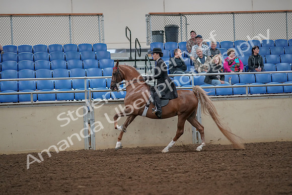 2019 Morgan Horse Show - Aug 30, 2019 - 25166