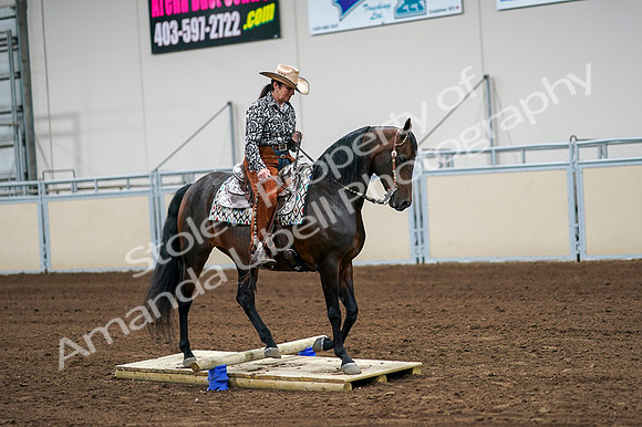 2020 - AB Morgan Horse - Fri, Sept 04 - 00325