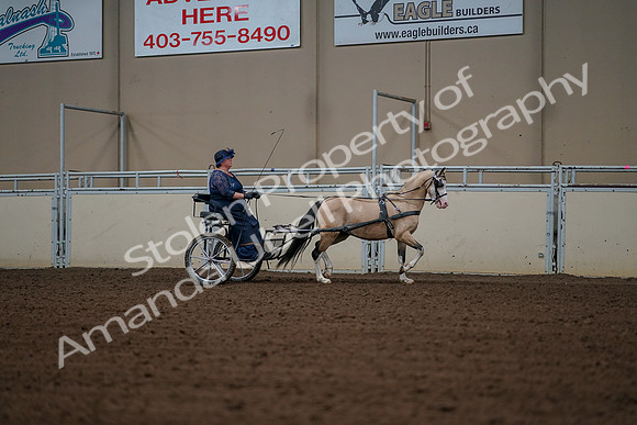 2019 Morgan Horse Show - Aug 30, 2019 - 13442