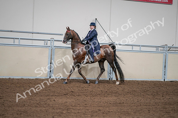 2020 - AB Morgan Horse - Fri, Sept 04 - 07948