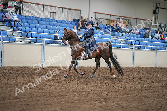 2020 - AB Morgan Horse - Fri, Sept 04 - 07883