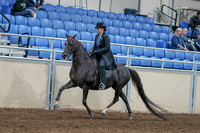 2020 - AB Morgan Horse - Sat, Sept 05 - 00823