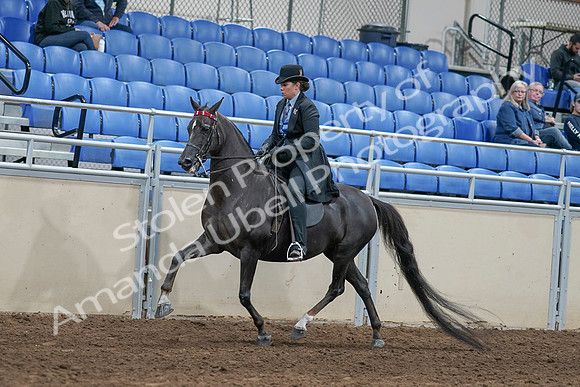 2020 - AB Morgan Horse - Sat, Sept 05 - 00823