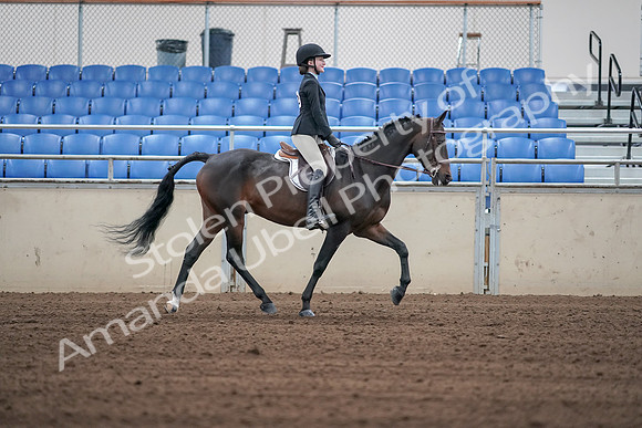 2019 Morgan Horse Show - Sept 01, 2019 - 03827