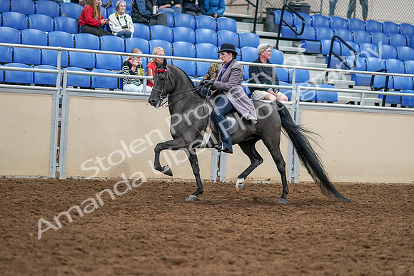 2020 - AB Morgan Horse - Sat, Sept 05 - 13749