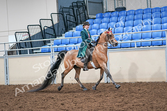 2020 - AB Morgan Horse - Sat, Sept 05 - 14030