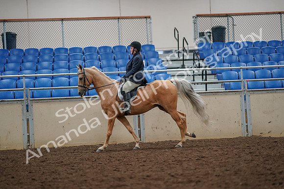 2019 Morgan Horse Show - Aug 30, 2019 - 22375