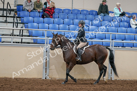 2020 - AB Morgan Horse - Sat, Sept 05 - 14261