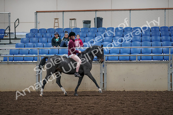 2019 Morgan Horse Show - Aug 30, 2019 - 31369