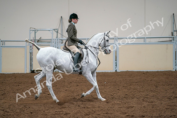 2020 - AB Morgan Horse - Sat, Sept 05 - 14541