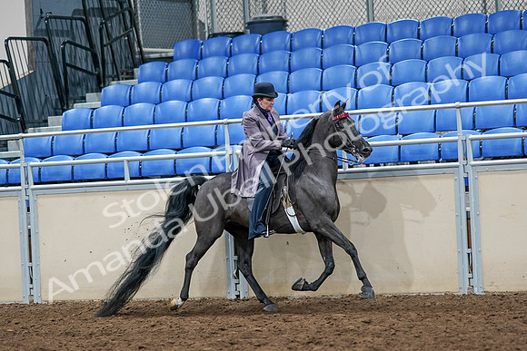 2020 - AB Morgan Horse - Sat, Sept 05 - 13813