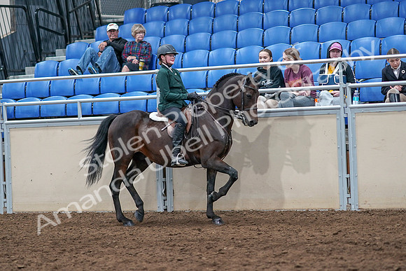 2020 - AB Morgan Horse - Sat, Sept 05 - 05152