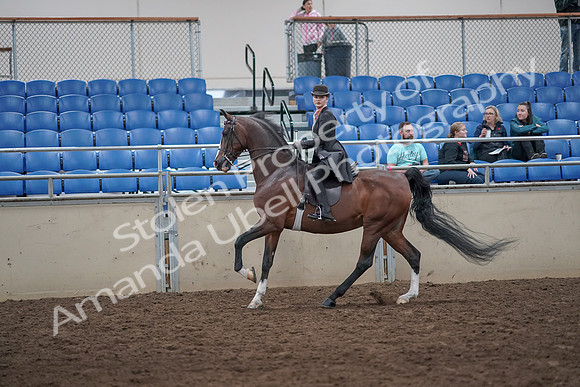 2019 Morgan Horse Show - Aug 31, 2019 - 08797