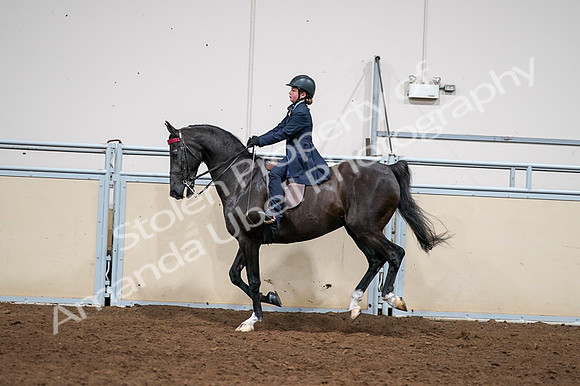 2020 - AB Morgan Horse - Fri, Sept 04 - 03068